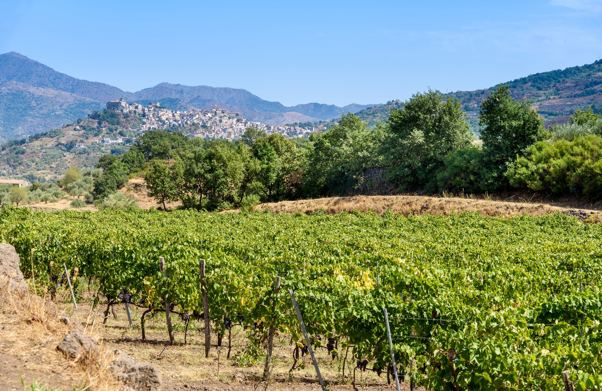 Weinberge in Sizilien mit Blick auf ein Bergdorf – Forstfreunde Weinpatenschaft für nachhaltigen Anbau und Naturschutz in Italien.