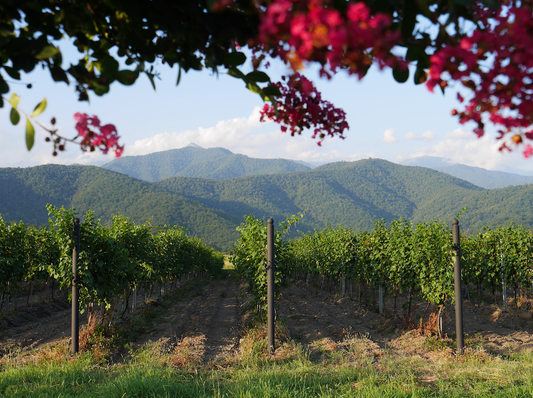🍇 Weinpatenschaft in Georgien – Weiß oder Rot