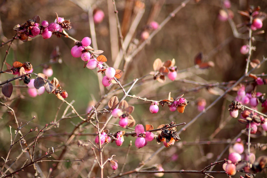 Das Bild zeigt einen Strauch mit zahlreichen kleinen, rosa Beeren und braunen Blättern. Die Zweige des Strauchs sind filigran und teils kahl. Im Hintergrund ist eine unscharfe, natürliche Umgebung zu erkennen.