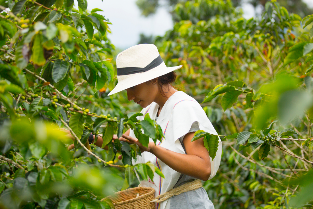 Eine Frau mit weißem Hut und traditioneller Kleidung pflückt Kaffeekirschen von einer Pflanze auf einer Kaffeeplantage. Umgeben von üppigem Grün, konzentriert sie sich auf die sorgfältige Ernte der reifen Kaffeekirschen. Die Szene zeigt die Handarbeit und Hingabe, die in den Anbau und die Ernte von Kaffee investiert werden.