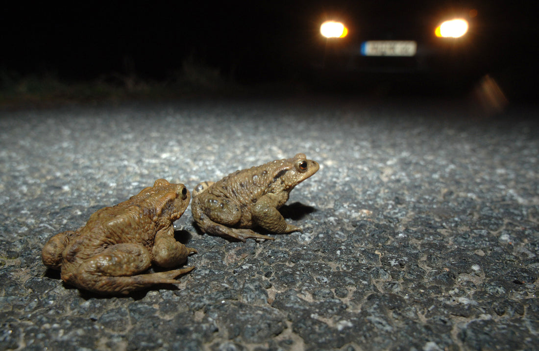 Zwei Kröten sitzen auf einer Straße und werden von den Scheinwerfern eines herannahenden Autos beleuchtet. Die Szene findet bei Nacht statt, und die Kröten sind im Begriff, die Straße zu überqueren. Das Bild zeigt die Gefährdung von Amphibien während ihrer Wanderung, insbesondere bei Nacht und in der Nähe von befahrenen Straßen.