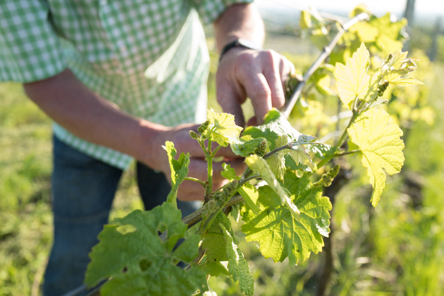 Ein Mann in kariertem Hemd pflegt junge Weinreben. Er überprüft die Blätter und Triebe der Reben. Die Szene spielt in einem sonnigen Weinberg, wobei der Fokus auf den Händen des Mannes und den grünen Weinblättern liegt.