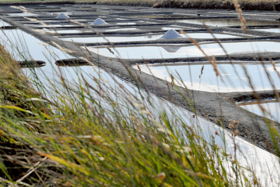 Eine Ansicht der Salinenbecken, in denen Salzberge aufgeschichtet sind. Die Becken sind von Wasser umgeben und von Gräsern und Pflanzen im Vordergrund eingefasst, die den natürlichen Rahmen der traditionellen Salzgewinnung zeigen. Die spiegelnde Wasseroberfläche und die Anordnung der Becken vermitteln ein ruhiges und strukturiertes Bild der Salzproduktion.