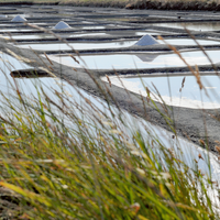 Eine Ansicht der Salinenbecken, in denen Salzberge aufgeschichtet sind. Die Becken sind von Wasser umgeben und von Gräsern und Pflanzen im Vordergrund eingefasst, die den natürlichen Rahmen der traditionellen Salzgewinnung zeigen. Die spiegelnde Wasseroberfläche und die Anordnung der Becken vermitteln ein ruhiges und strukturiertes Bild der Salzproduktion.