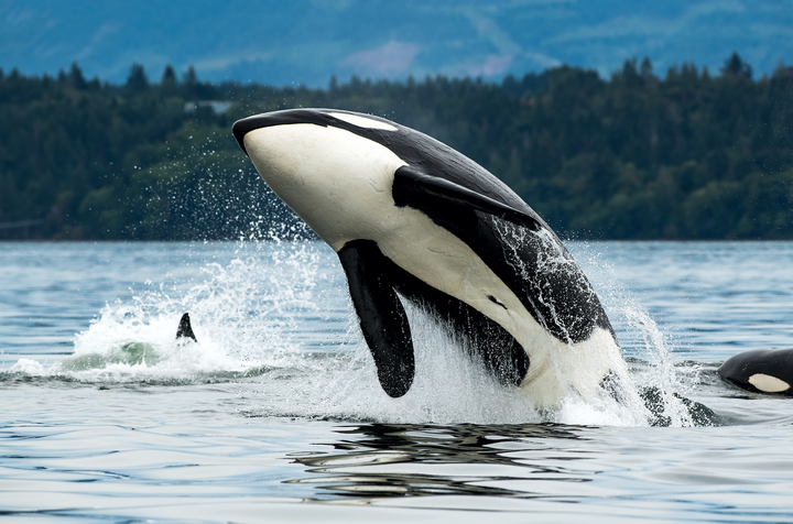 Ein beeindruckender Orca (Schwertwal) springt majestätisch aus dem Wasser, während Wasser um ihn herum spritzt. Im Hintergrund ist eine bewaldete Landschaft zu sehen, die den natürlichen Lebensraum des Wals betont.