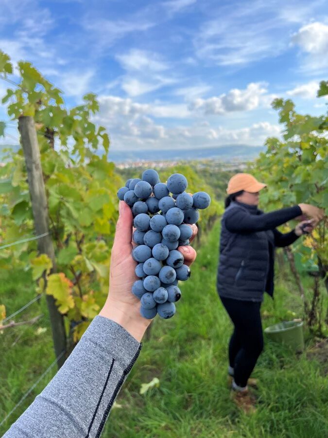 Eine Hand hält eine pralle Traube blauer Trauben vor dem Hintergrund eines sonnigen Weinbergs, in dem eine Person Trauben pflückt.