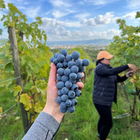 Eine Hand hält eine pralle Traube blauer Trauben vor dem Hintergrund eines sonnigen Weinbergs, in dem eine Person Trauben pflückt.