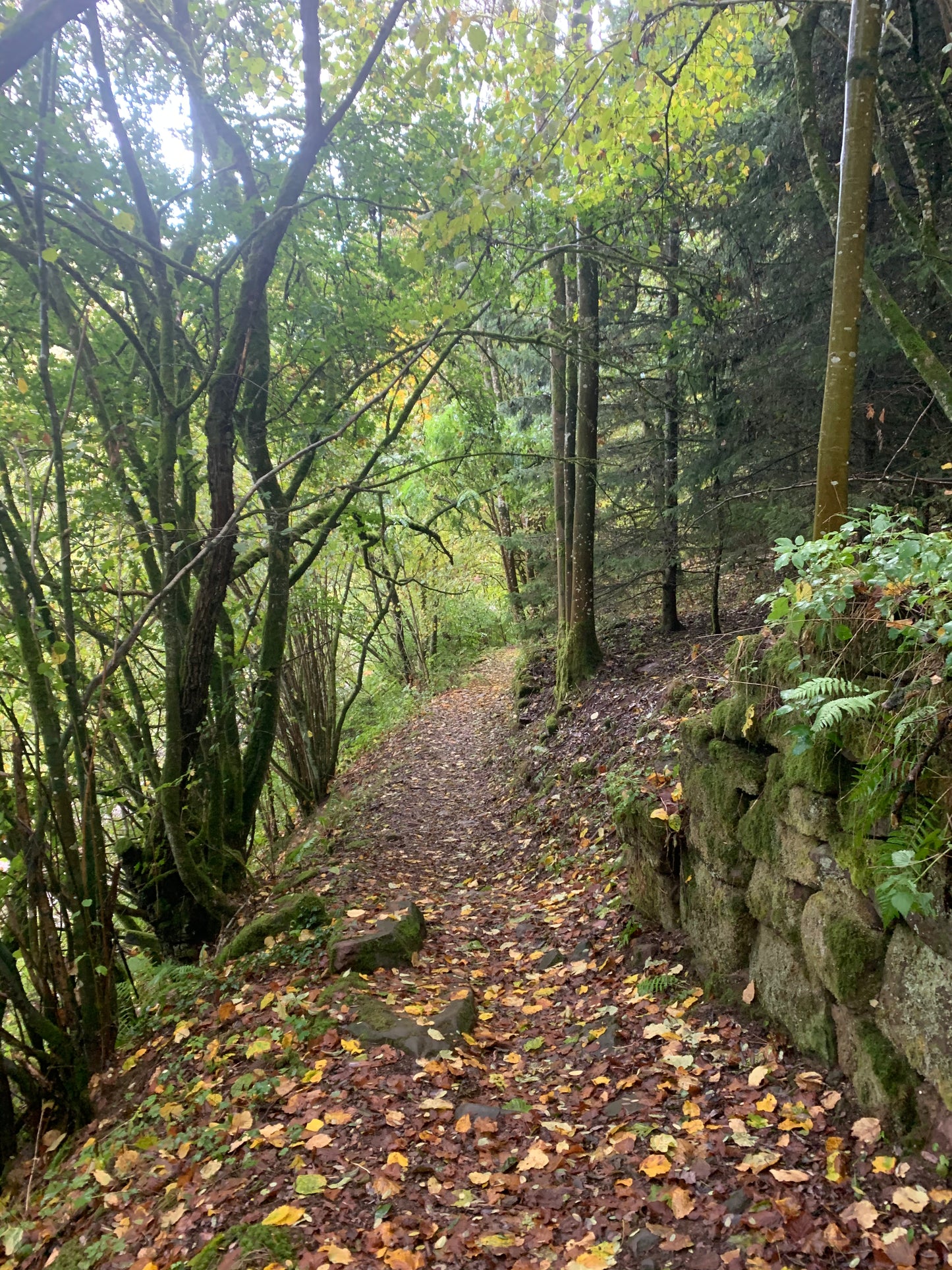 Weg zum Pflanzevent in der Eifel von Forstfreunde.