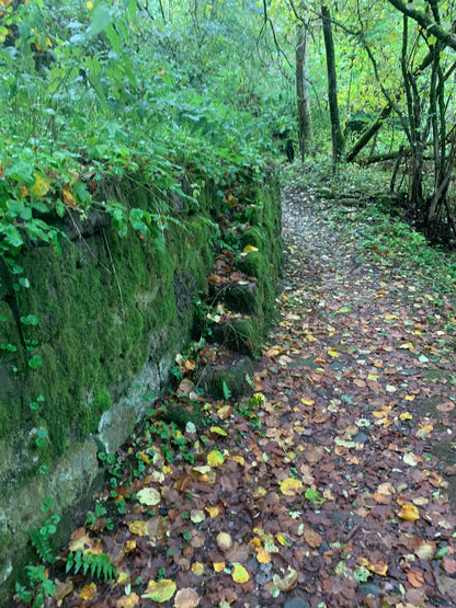 Der Weg zum Laubbaum-Bereich in der Eifel von Forstfreunden