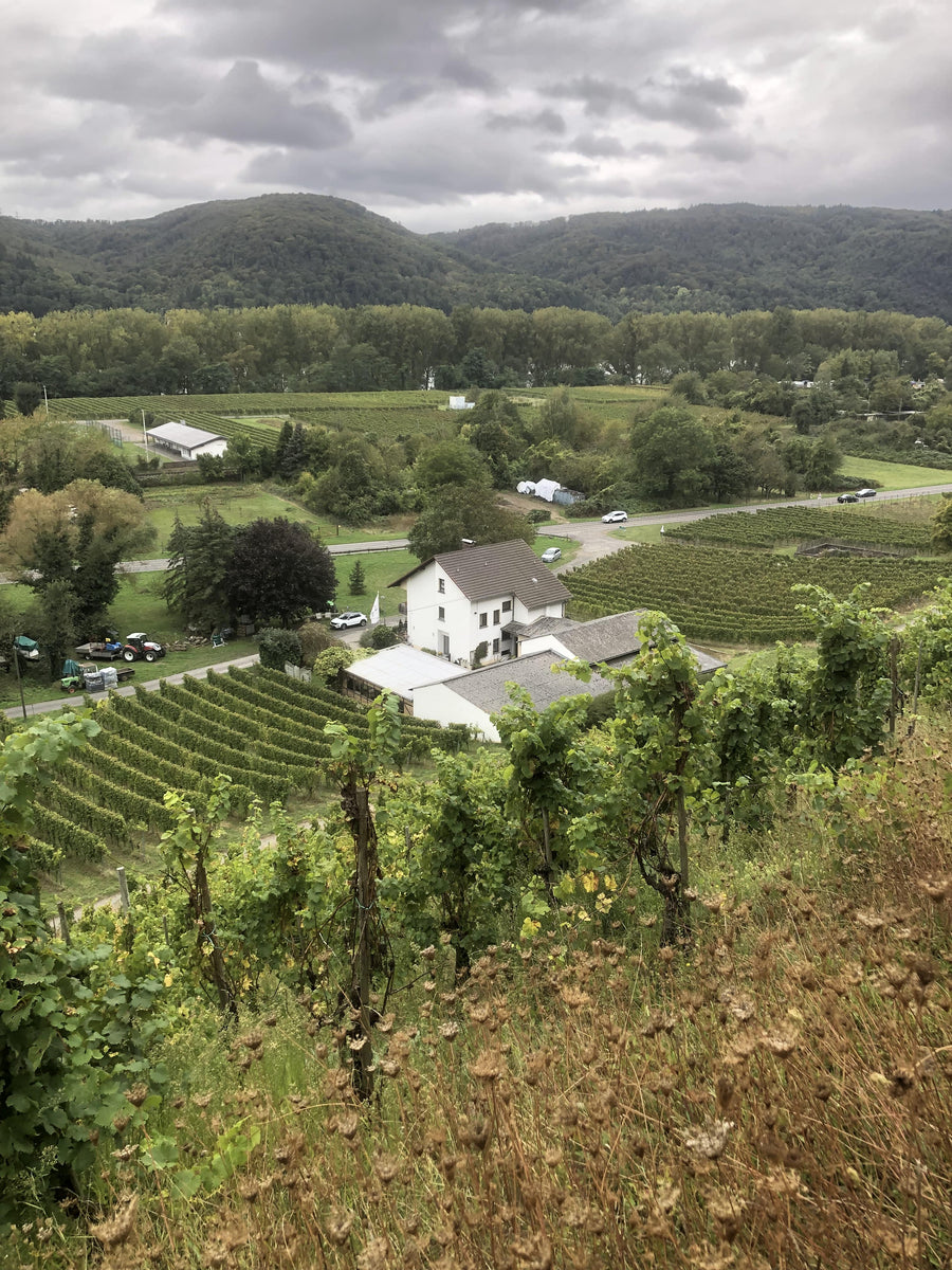 Blick über einen grünen Weinberg in einer hügeligen Landschaft, im Vordergrund stehen Weinstöcke, im Hintergrund ist ein weißes Haus und weitere Weinreben zu sehen. Der Himmel ist bewölkt und die umliegenden Wälder erstrecken sich bis zu den Hügeln im Hintergrund.