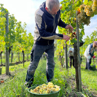 Ein Mann in Freizeitkleidung erntet Trauben von einem Weinstock. Vor ihm steht ein Eimer voller frisch gepflückter, reifer Trauben. Im Hintergrund sind weitere Personen zu sehen, die ebenfalls Trauben ernten. Die Szene spielt in einem grünen Weinberg unter klarem Himmel.