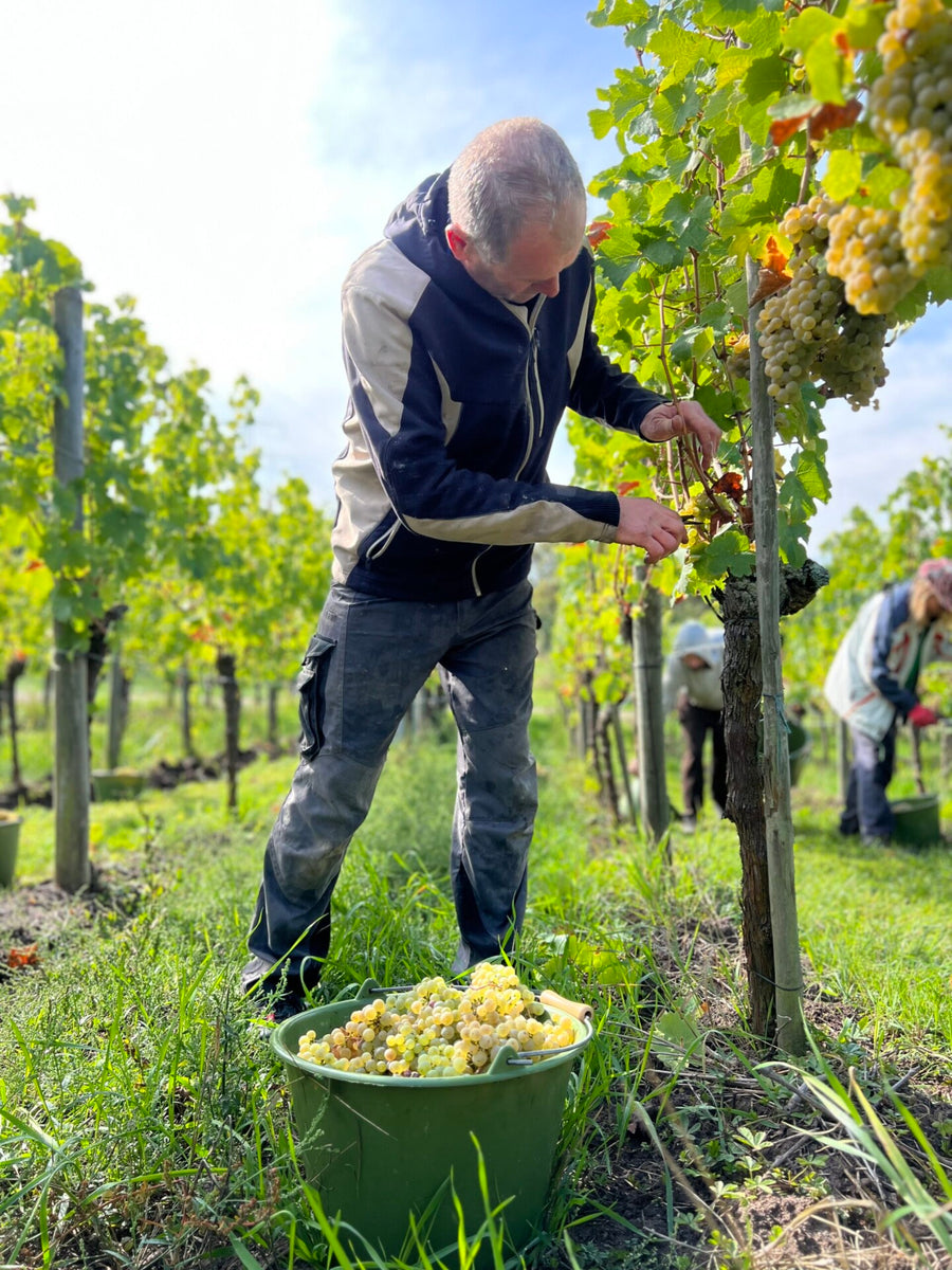 Ein Mann in Freizeitkleidung erntet Trauben von einem Weinstock. Vor ihm steht ein Eimer voller frisch gepflückter, reifer Trauben. Im Hintergrund sind weitere Personen zu sehen, die ebenfalls Trauben ernten. Die Szene spielt in einem grünen Weinberg unter klarem Himmel.