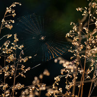 Das Bild zeigt ein kunstvoll gesponnenes Spinnennetz zwischen trockenen Pflanzen mit kleinen, hellen Blüten. Die Strahlen der Sonne beleuchten das Netz und die Pflanzen, wodurch sie im Kontrast zu dem dunklen, unscharfen Hintergrund hervorgehoben werden.