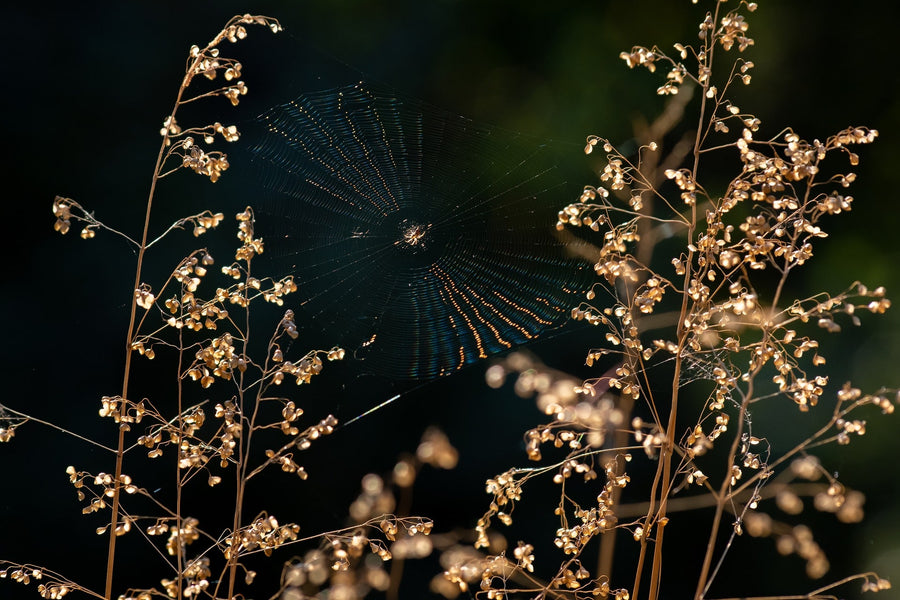 Das Bild zeigt ein kunstvoll gesponnenes Spinnennetz zwischen trockenen Pflanzen mit kleinen, hellen Blüten. Die Strahlen der Sonne beleuchten das Netz und die Pflanzen, wodurch sie im Kontrast zu dem dunklen, unscharfen Hintergrund hervorgehoben werden.