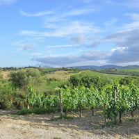 Das Bild zeigt eine malerische italienische Weinlandschaft mit gepflegten Weinreben im Vordergrund und sanften Hügeln im Hintergrund unter einem blauen Himmel mit wenigen Wolken.