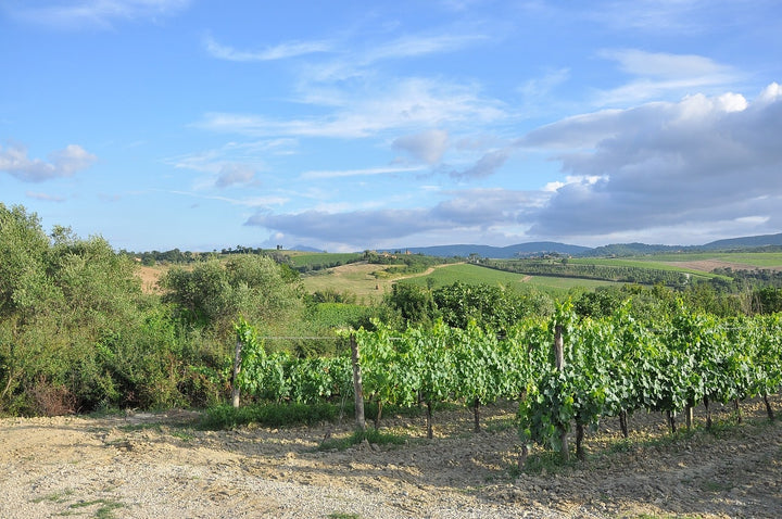 Das Bild zeigt eine malerische italienische Weinlandschaft mit gepflegten Weinreben im Vordergrund und sanften Hügeln im Hintergrund unter einem blauen Himmel mit wenigen Wolken.