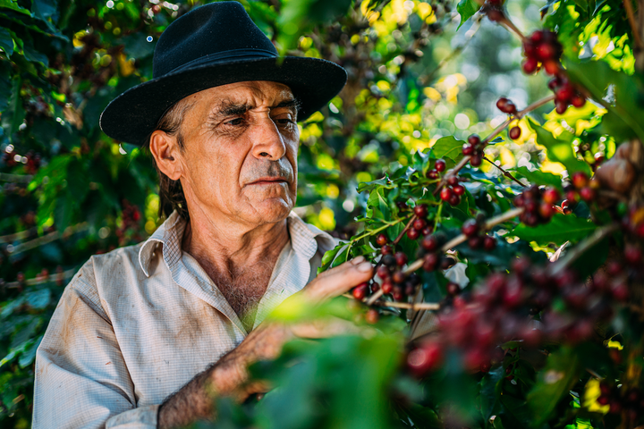 in erfahrener Kaffeebauer erntet reife Kaffeekirschen von einer Kaffeepflanze, umgeben von üppigem Grün.