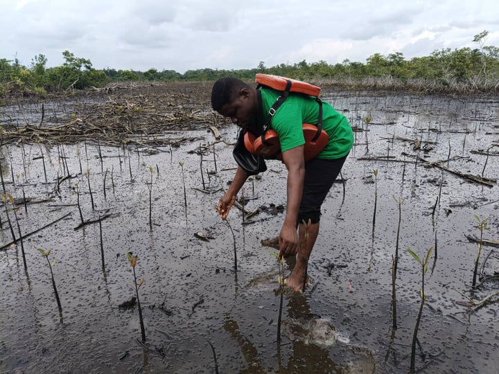 Eine Person in grüner Kleidung und einer orangefarbenen Schwimmweste pflanzt Mangrovensetzlinge in einem schlammigen, von Wasser durchzogenen Gebiet. Im Hintergrund sind weitere Mangrovenpflanzen und eine dichte Vegetation zu sehen.