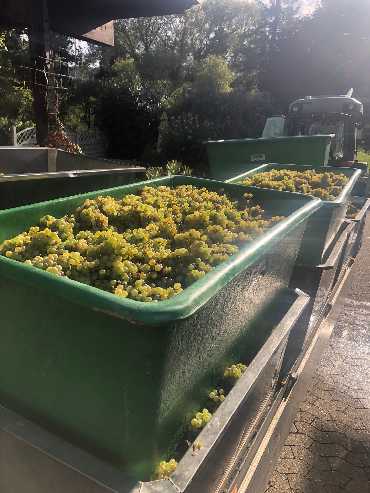 Kisten gefüllt mit Weißwein-Trauben stehen zur Weinlese in der Sonne.