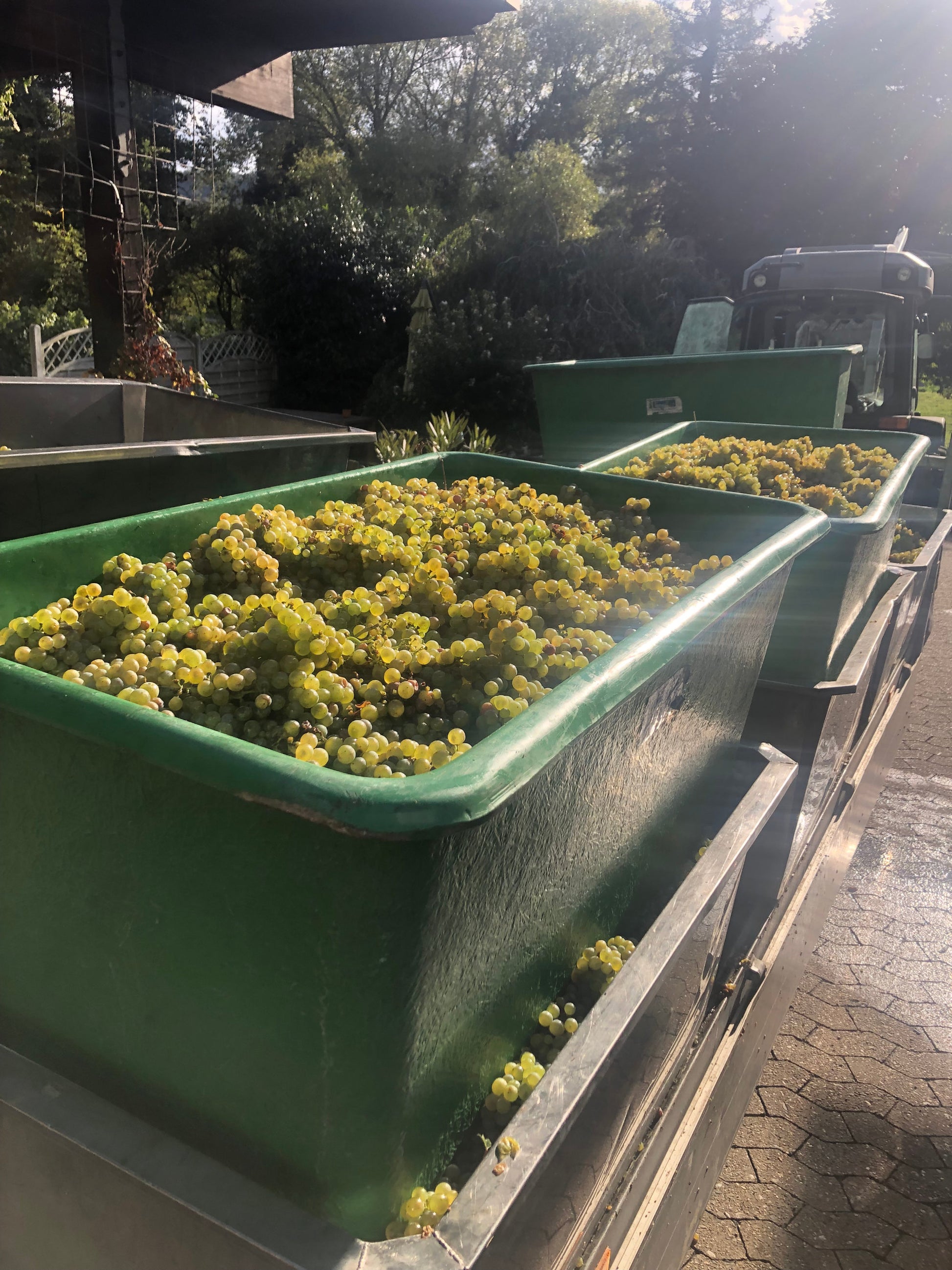 Kisten gefüllt mit Weißwein-Trauben stehen zur Weinlese in der Sonne.