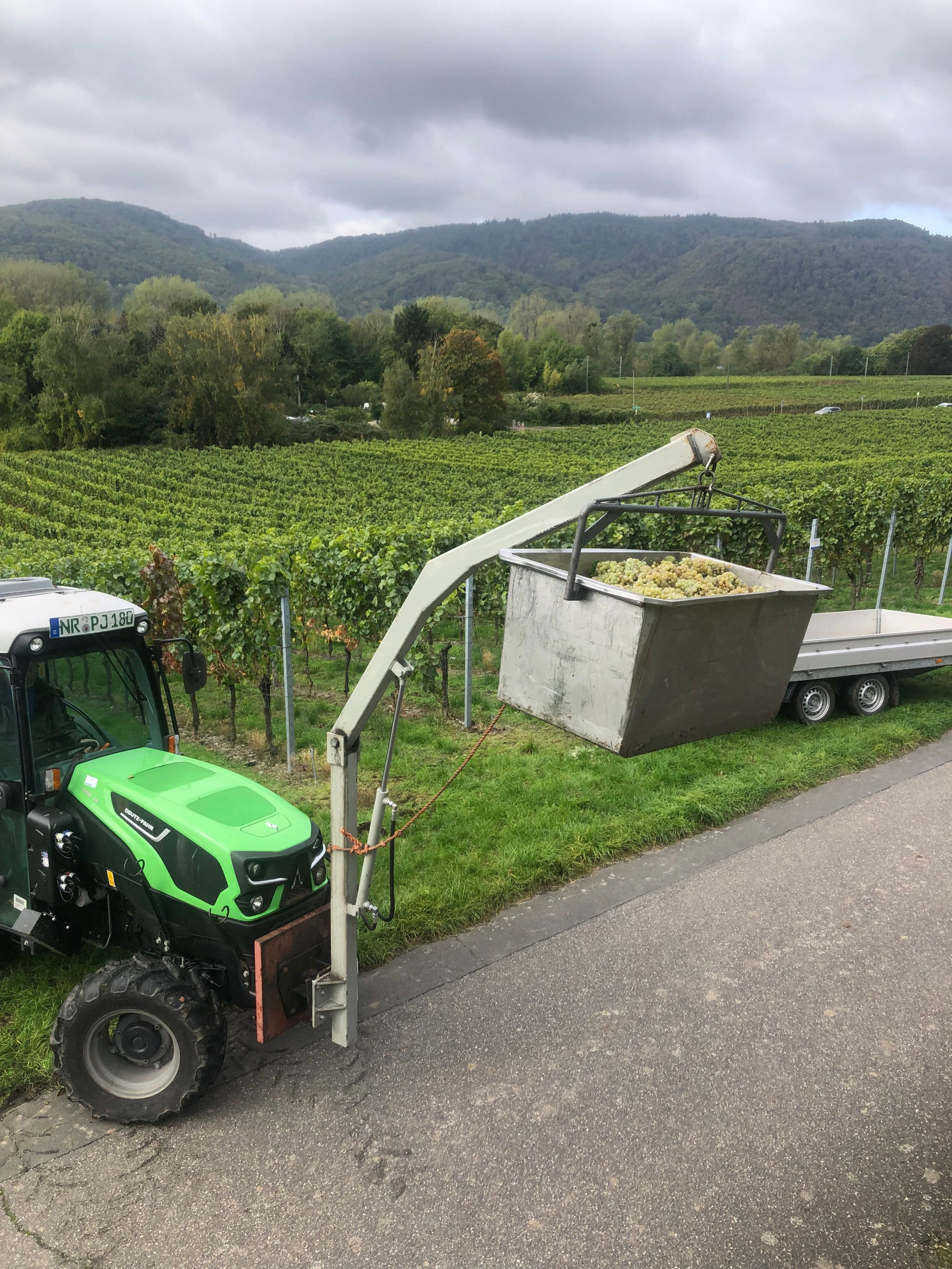 Ein Traktor bei der Weinlese vom Rheinischen Riesling in Bonn.