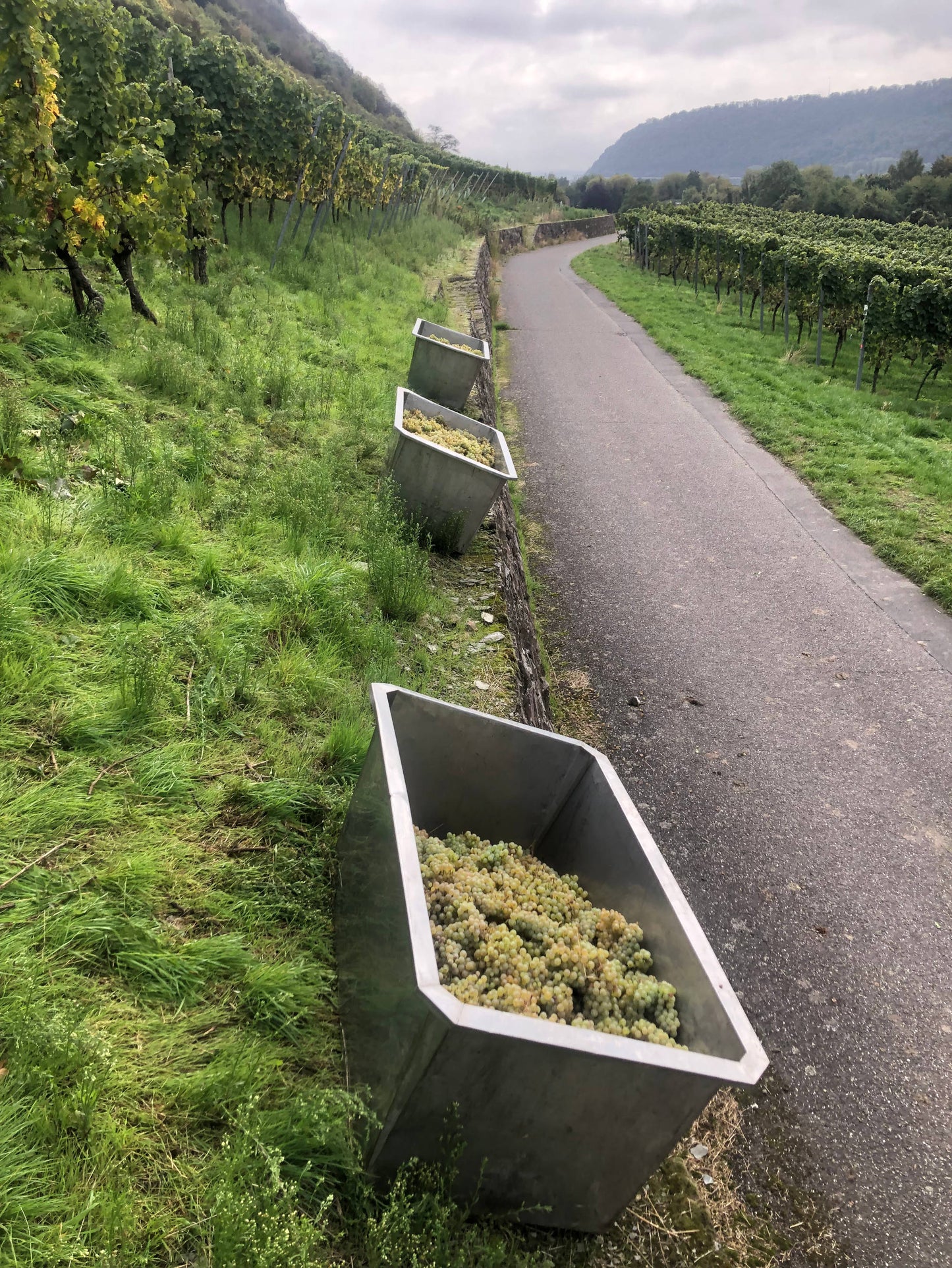 Ein Weg auf dem Weinberg vom Rheinischen Riesling. Am Rand des Weges stehen Metallkisten mit Weintrauben gefüllt.