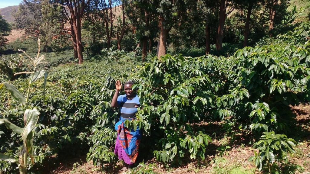 Kaffeepflanze in Malawi adoptieren