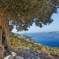 Olivenbaum in Griechenland adoptieren