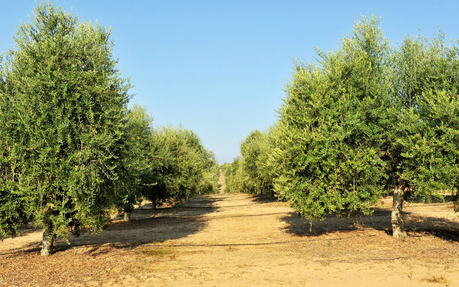 Olivenbaum in Spanien adoptieren