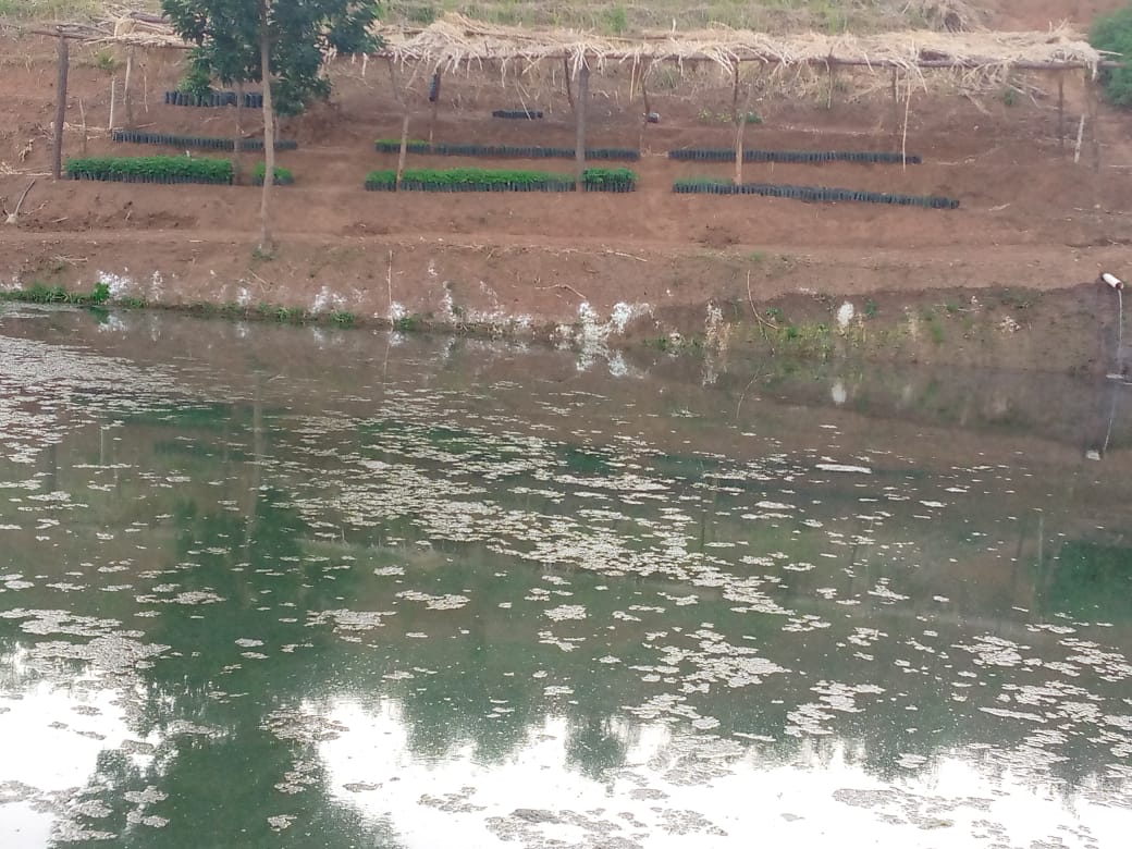 Ein Teich mit grünlichem Wasser und Algen an der Oberfläche. Am Ufer des Teiches sind mehrere Reihen von kleinen Setzlingen in einem Baumschulbereich zu sehen. Über den Setzlingen sind einfache Schutzstrukturen aus Holz und Stroh errichtet. Im Hintergrund steht ein Baum.