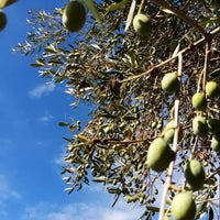 Olivenbaum in der Toskana adoptieren