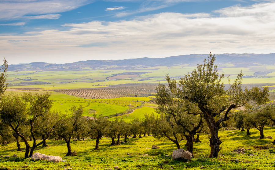 Olivenbaum in Griechenland adoptieren