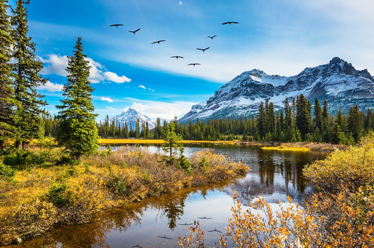 Ein malerischer Herbsttag in den Rocky Mountains mit schneebedeckten Gipfeln im Hintergrund. Ein klarer, ruhiger See spiegelt die umliegenden Bäume und Berge wider. Der Himmel ist strahlend blau, durchzogen von ein paar weißen Wolken. Eine Gruppe von Vögeln fliegt hoch am Himmel. Am Ufer des Sees stehen grüne und goldgelbe Bäume, die die Farben des Herbstes zeigen.