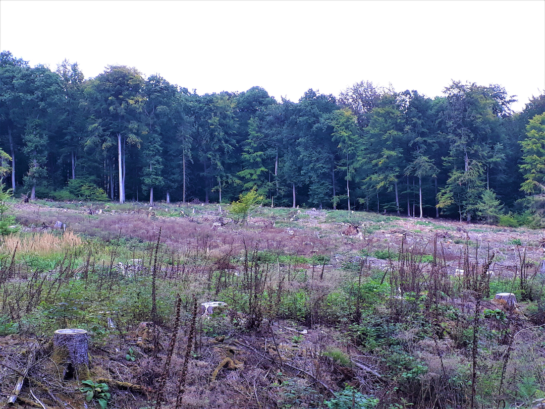 Ein abgeholztes Waldstück mit Baumstümpfen und niedrigem Bewuchs im Vordergrund, umgeben von dichten, grünen Bäumen im Hintergrund. Die Lichtung zeigt Spuren der Forstwirtschaft und stellt einen deutlichen Kontrast zur unberührten Natur des umliegenden Waldes dar.