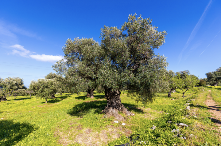 Ein großer, alter Olivenbaum steht auf einem grünen Feld unter einem klaren blauen Himmel. Im Hintergrund sind weitere Olivenbäume und ein unbefestigter Weg zu sehen. Die Landschaft wirkt friedlich und naturbelassen.