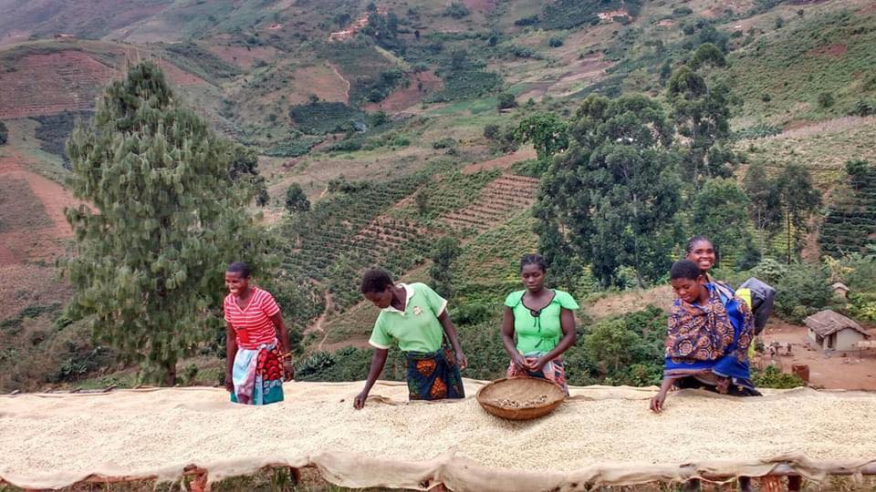 Mehrere Frauen stehen an hölzernen Trockengestellen, auf denen Kaffeebohnen ausgebreitet sind. Sie arbeiten zusammen, um die Bohnen zu trocknen, und sind von einer hügeligen Landschaft mit dichten Bäumen und Vegetation umgeben. Die Frauen tragen bunte Kleidung und sind in eine gemeinschaftliche Tätigkeit vertieft.