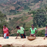 Mehrere Frauen stehen an hölzernen Trockengestellen, auf denen Kaffeebohnen ausgebreitet sind. Sie arbeiten zusammen, um die Bohnen zu trocknen, und sind von einer hügeligen Landschaft mit dichten Bäumen und Vegetation umgeben. Die Frauen tragen bunte Kleidung und sind in eine gemeinschaftliche Tätigkeit vertieft.