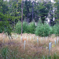 Ein Waldgebiet mit jungen Bäumen, die in Schutzhülsen gepflanzt wurden. Die Schutzhülsen stehen in einer grasbewachsenen Lichtung, umgeben von hohen, dichten Bäumen. Die jungen Nadelbäume sind deutlich kleiner als die umliegenden alten Bäume.