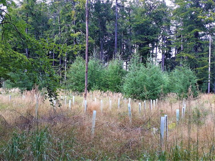 Ein Waldgebiet mit jungen Bäumen, die in Schutzhülsen gepflanzt wurden. Die Schutzhülsen stehen in einer grasbewachsenen Lichtung, umgeben von hohen, dichten Bäumen. Die jungen Nadelbäume sind deutlich kleiner als die umliegenden alten Bäume.