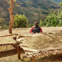 Ein Mann steht neben hölzernen Trockengestellen, auf denen Kaffeebohnen zum Trocknen ausgebreitet sind. Die Gestelle befinden sich auf einem Hang mit Blick auf eine hügelige Landschaft, umgeben von Bäumen und Vegetation. Der Mann trägt eine rote Jacke und blickt in die Kamera.