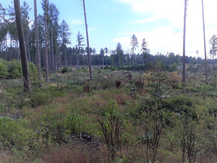 Ein großes Waldgebiet nach der Aufforstung, mit jungen Bäumen und Pflanzen, die auf einem offenen, grasbewachsenen Feld wachsen. Vereinzelt stehen hohe, schlanke Bäume, und im Hintergrund ist dichter Wald zu sehen. Der Himmel ist teils bewölkt und zeigt Anzeichen eines klaren Tages.