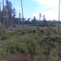 Ein großes Waldgebiet nach der Aufforstung, mit jungen Bäumen und Pflanzen, die auf einem offenen, grasbewachsenen Feld wachsen. Vereinzelt stehen hohe, schlanke Bäume, und im Hintergrund ist dichter Wald zu sehen. Der Himmel ist teils bewölkt und zeigt Anzeichen eines klaren Tages.