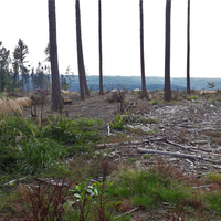 Eine Waldlichtung mit hohen, schlanken Bäumen, umgeben von niedrigem Bewuchs und abgestorbenen Ästen auf dem Boden. Im Hintergrund sind dichte Wälder und Hügel zu sehen. Die Lichtung zeigt Spuren von Forstarbeiten und eine Mischung aus natürlicher und gerodeter Vegetation.