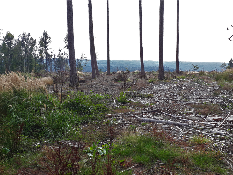 Eine Waldlichtung mit hohen, schlanken Bäumen, umgeben von niedrigem Bewuchs und abgestorbenen Ästen auf dem Boden. Im Hintergrund sind dichte Wälder und Hügel zu sehen. Die Lichtung zeigt Spuren von Forstarbeiten und eine Mischung aus natürlicher und gerodeter Vegetation.